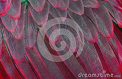 Natural abstract background. Natural red background. Macaw feathers pattern. Bright colorful feathers of a parrot. tropical bird w Stock Photo