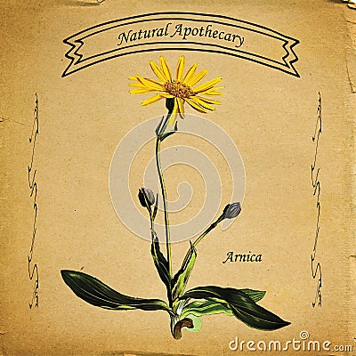 Natural Apothecary Arnica Flower Stock Photo