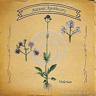 Natural Apothecary Valerian Stock Photo