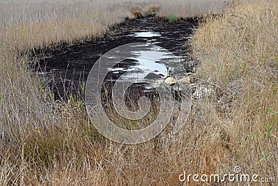 Tar pit Stock Photo