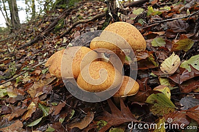 Closeup on a colorful orange brown spectacular rustgill mushroom, on the forest floor Stock Photo