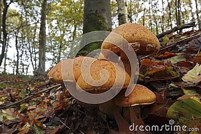 Closeup on a colorful orange brown spectacular rustgill mushroom, on the forest floor Stock Photo
