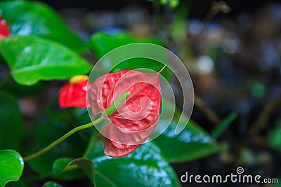 Natural Background, Anthurium Tailflower, Flamingo Flower, Laceleaf Plant and Flower. The flowers are contained in dense spirals Stock Photo