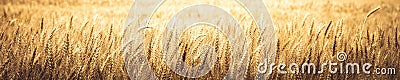 Banner Of Ripe Golden Wheat Stock Photo