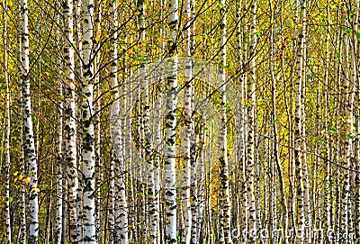 Natural background birch horizontal background Stock Photo