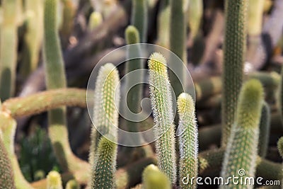 Natural background cactus Stock Photo