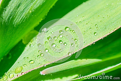 Natural background with close up view of green wide leaf with little shining rain drops on bright sunlight. Green leaves Stock Photo