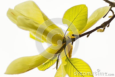 Natural background concept: yellow magnolia flower on tree branche, white background Stock Photo