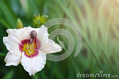 Natural background with flower Daylily and a snail Stock Photo