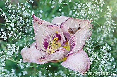 Natural background with flower Daylily and a snail Stock Photo