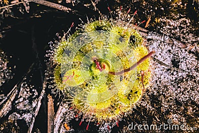 Natural background.Flower Drosera burmannii. There are drops on the trunk Stock Photo
