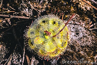 Natural background.Flower Drosera burmannii. There are drops on the trunk Stock Photo