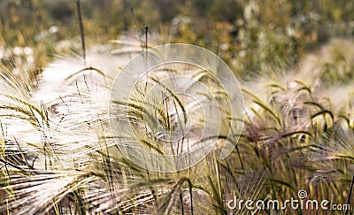 Natural background with fluffy spikelets of green gold barley grass close-up in sun at sunset Selective focus Hordeum jubatum Stock Photo