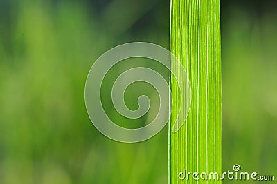 Natural background with green grass blade Stock Photo