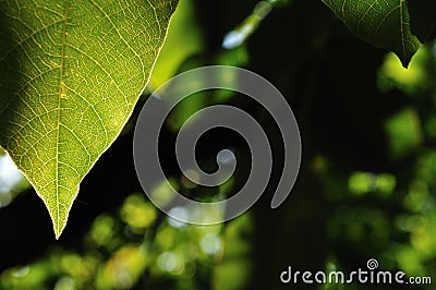 Natural background with green leaf Stock Photo