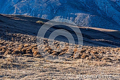 Distant view of tussock field with hillocks in autumn Stock Photo