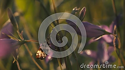 Natural background with an insect in the summer green field. Motion. Close up of sphingidae moth sitting on the stem of Stock Photo