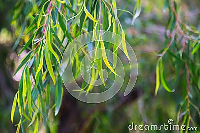 Natural background with jarrah leaves Stock Photo