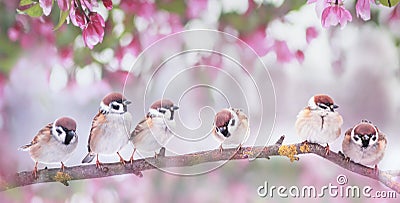 Natural background with little funny birds sparrows sitting on a branch blooming with pink buds in a may spring garden Stock Photo