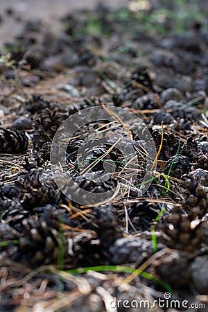 Natural background made of lots of pine cones on the ground sunlit by bright sun beams in coniferous wood Stock Photo