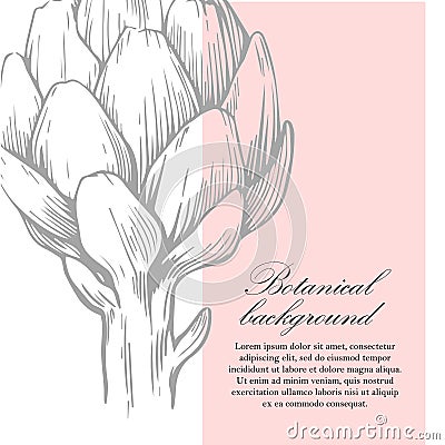 Natural background. Organic botanical design template. Hand drawn Vector illustration of artichoke Vector Illustration