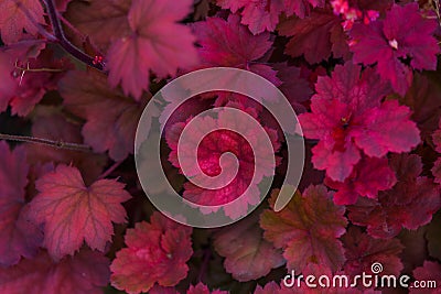 Beautiful Heuchera purple leaves background Stock Photo