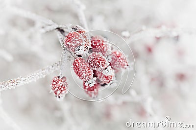 Natural background from red berry covered with hoarfrost or rime. Winter morning scene of nature. Stock Photo