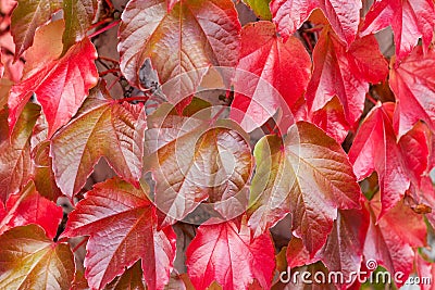 Natural Background of Red Ivy Parthenocissus Quinquefolia Stock Photo