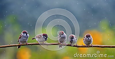 Natural background with small funny birds sparrows sitting on a branch in a summer garden under a tree rain Stock Photo