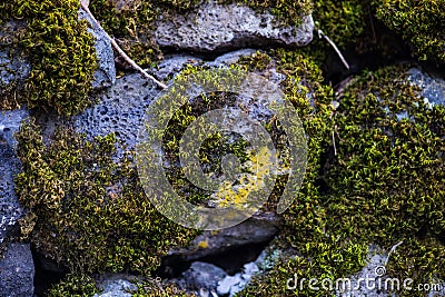 Natural background with stone and moss Stock Photo