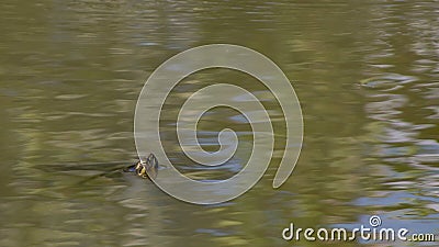 natural background, stream on turbid green with a turtle head sticking out. Stock Photo