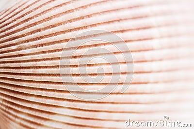 Natural background. Surface of seashell texture with relief strips close-up. Stock Photo