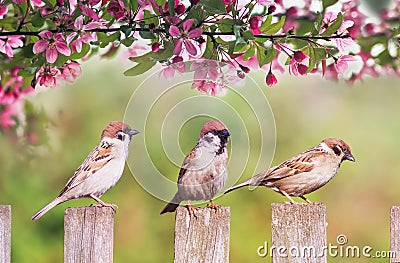 Natural background with three birds sparrows sitting on a wooden fence in a rustic garden surrounded by apple-tree flowers on a Stock Photo