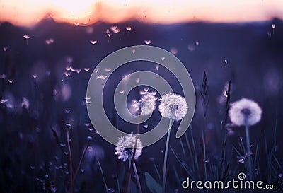 background with white fluffy round flowers dandelions and flying light seeds in purple tones Stock Photo