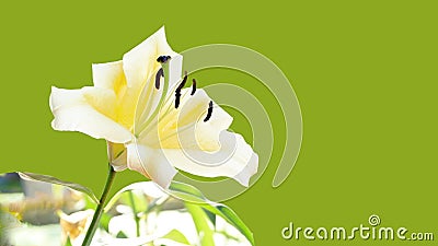 Natural background with white lily Stock Photo