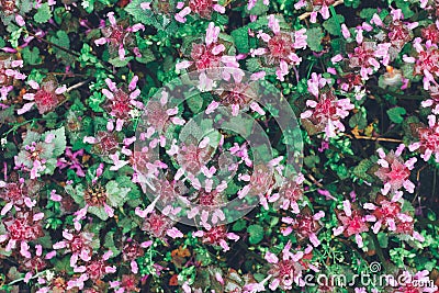 Natural background of wild grass dead-nettle purple, top view Stock Photo