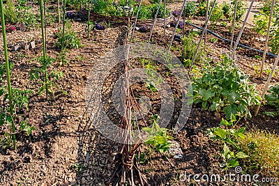 Natural backyard vegetable garden with willow fence as border for beds Stock Photo