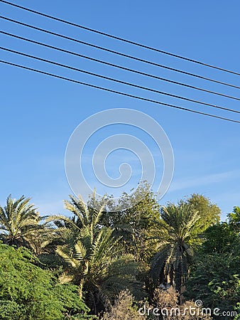Natural beauti Palm trees Stock Photo