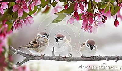 Natural beautiful background with three small funny birds sparrows sitting on a branch blooming with pink buds in a may spring Stock Photo