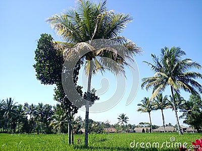 Natural beauty at the foot of mount rinjani lombok Stock Photo