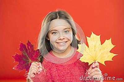 Natural beauty. Happy autumn season. Red or yellow. Seasonal change. Magic colors. Amazing autumn. Little child hold Stock Photo