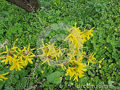 Field flowers are gentle colors. natural beauty. Stock Photo