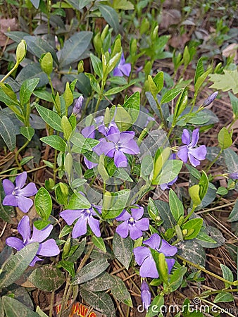 Field flowers are gentle colors. natural beauty. Stock Photo