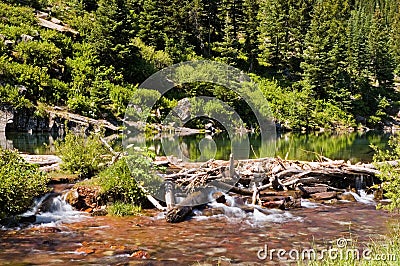 Natural Beaver Dam Stock Photo