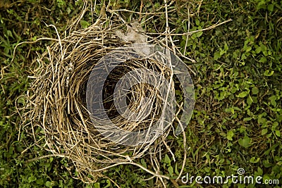 Natural Birds Nest Stock Photo