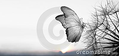 Natural black and white background. Morpho butterfly and dandelion. Seeds of a dandelion flower in droplets of dew on a background Stock Photo