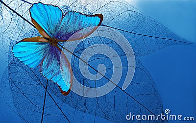 Natural blue background. bright blue tropical morpho butterfly and skeletonized leaves. copy space Stock Photo