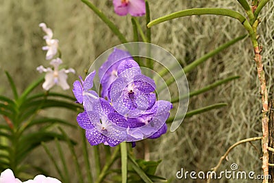 Natural blue and white bunch of orchids Stock Photo