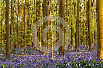 Natural Bluebells Carpet Stock Photo