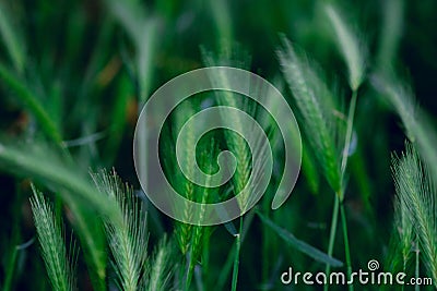 Natural blurred background with green triticale plants Stock Photo